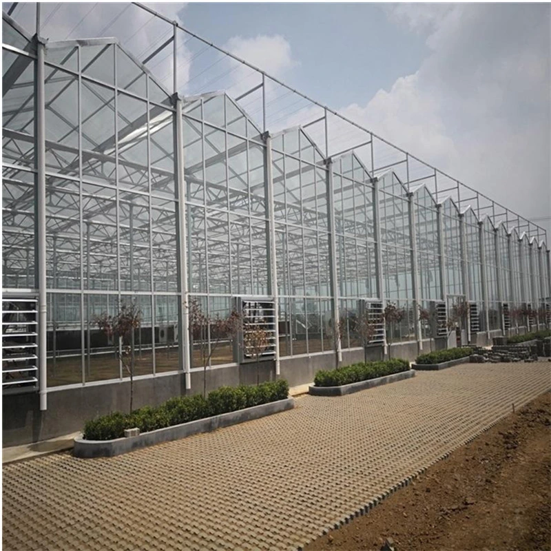 Customized Glass Greenhouse Design with H Section Steel Structure