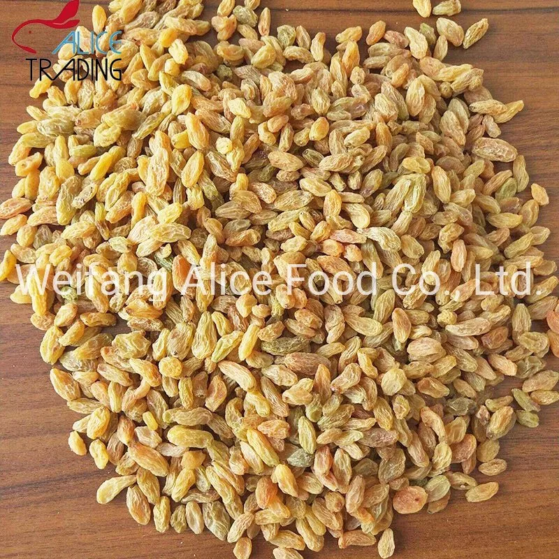 China Wholesale/Supplier Cheap Price Export Standard Xinjiang Natural Color Yellow Raisin