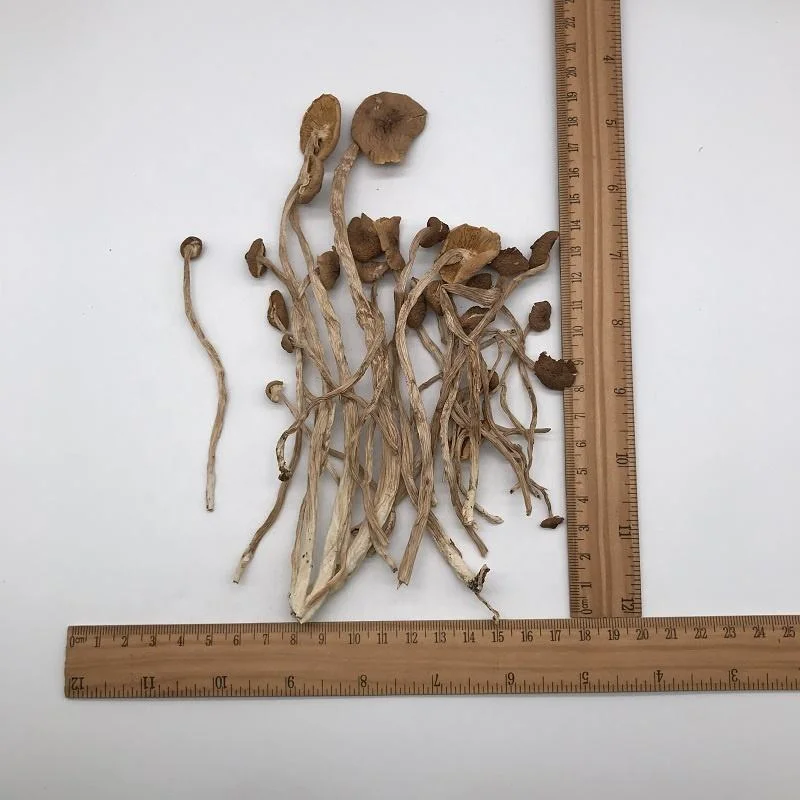 Großhandel/Lieferant getrocknete Agrocybe Aegerita Cylindracea Teebaum Pilz in Bulk