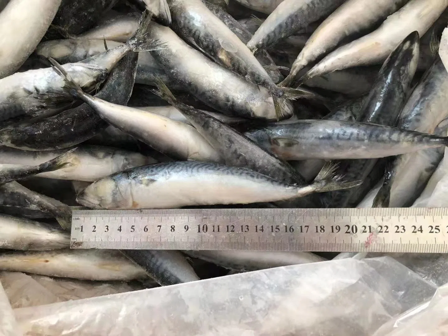 80-120g IQF Frozen North Pacific Mackerel for Indonesia Market