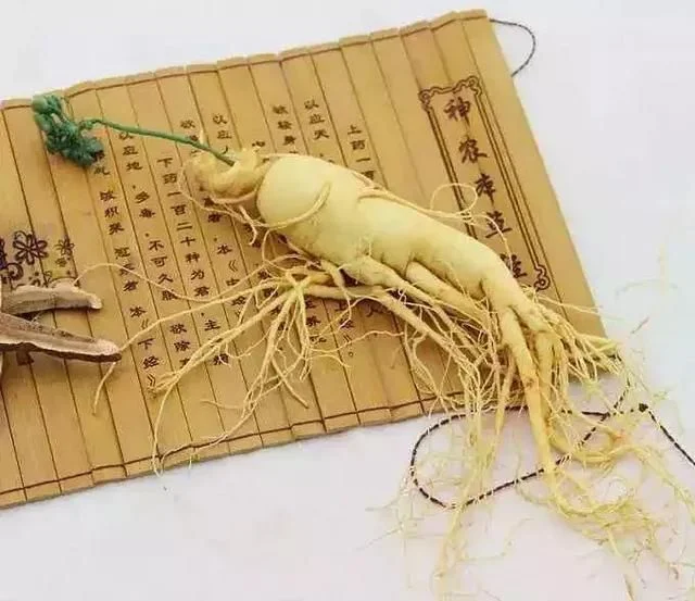 Ren Shen chinesische Kräuter weiß Panax Ginseng Wurzel schneiden Slice