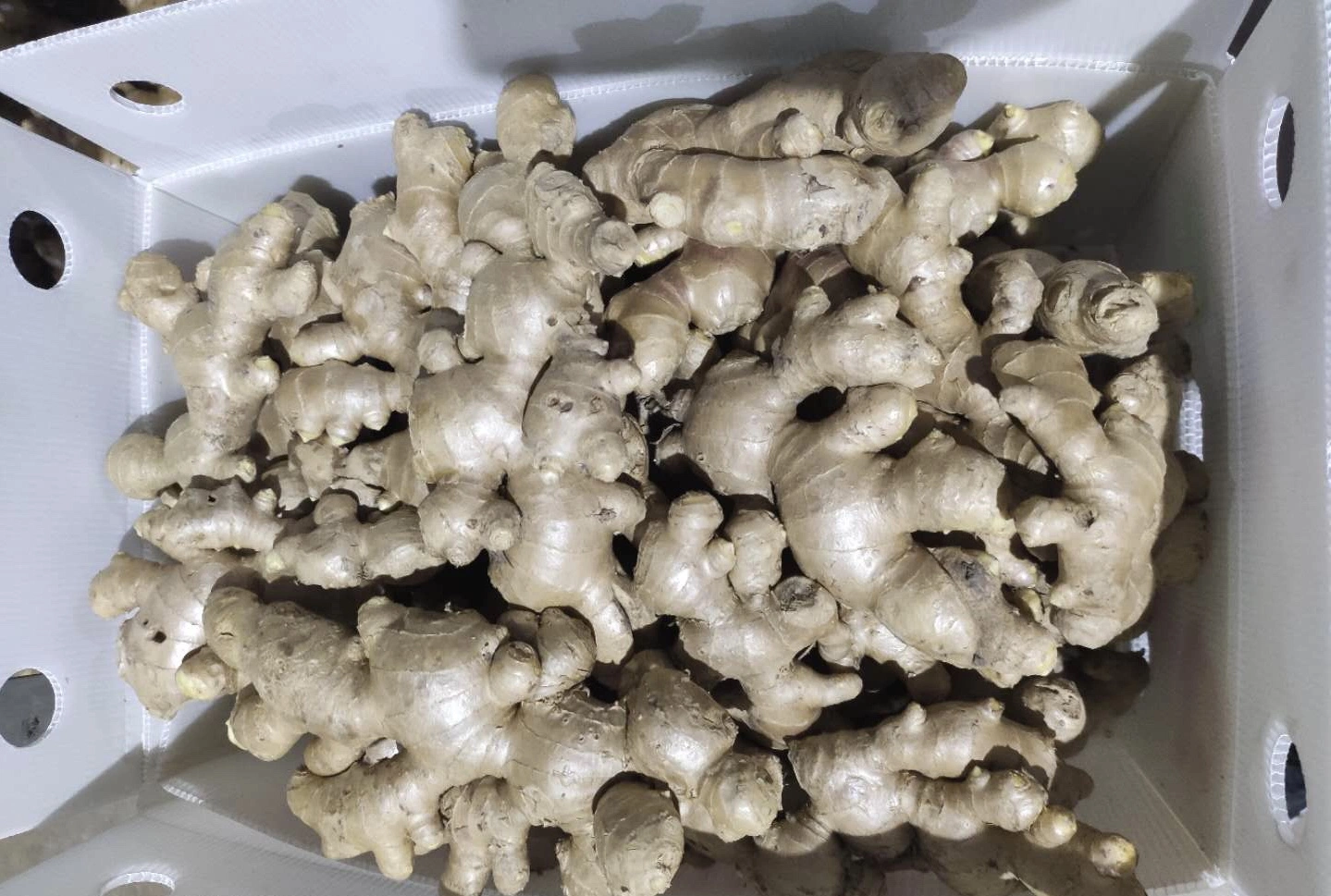 Wholesale/Supplier Bio Ginger Organic Ginger Air Dry Ginger