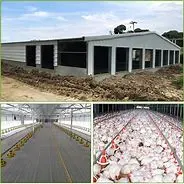 Steel Structure Henhouse From Qingdao Xgz Steel Structure for Chicken Farming Quality Steel Structure