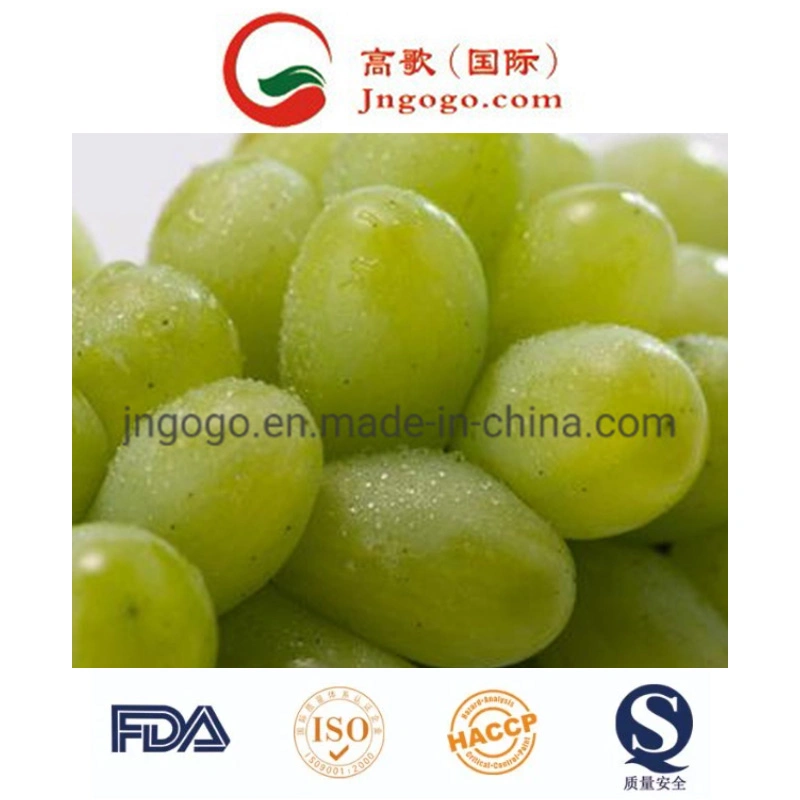 New Crop High quality/High cost performance Fresh Green Grape for Exporting