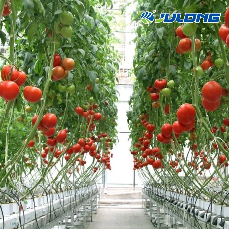 Agricultural Tomato Strawberry Growing Po/PE Plastic Film Greenhouse with Installation