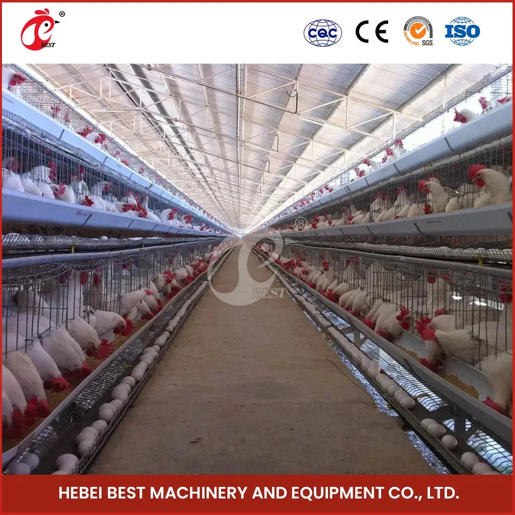 Bestchickencage Tipo corriente capa jaula China criado capa de pollo Coop Proveedor OEM personalizado Plata/Blanco/Amarillo Pollo huevos ponedoras jaulas