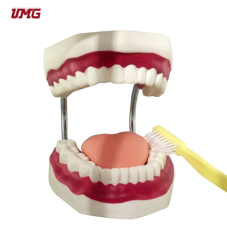 Advanced Teeth Brushing Model Dental Manikin Teeth