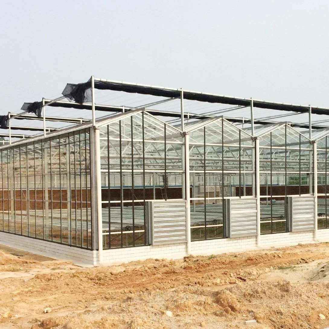 Large Size Hydroponics System Venlo Type Multi-Span Commercial Glass Production Greenhouse for Flower/Fruit/Vegetables