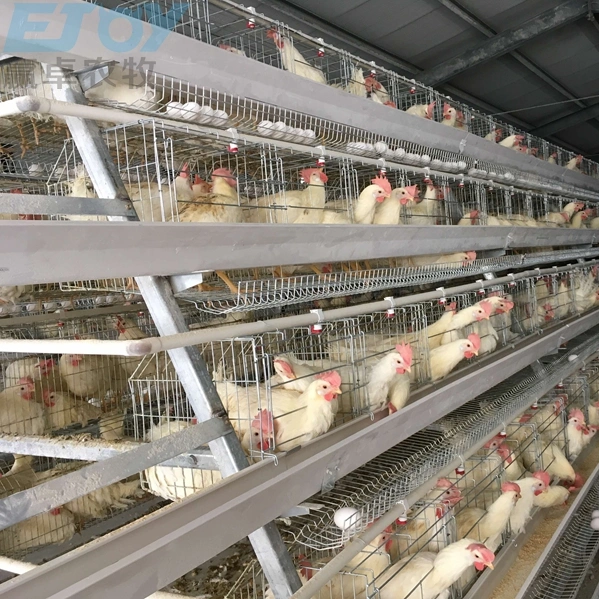 Equipo automático de las aves de corral Husbandary granja de pollos de un tipo de jaula de capa