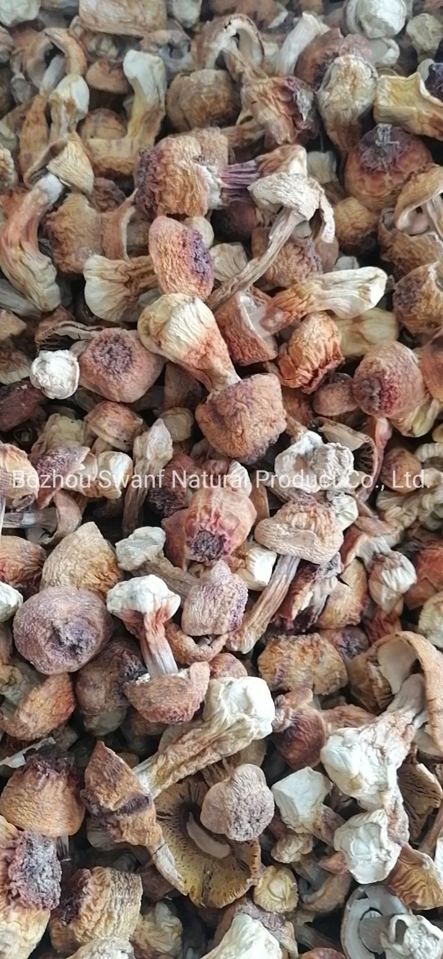 Wholesale Dried Raw Natural Almond Mushrooms Agaricus Blazei Mushroom for Sale