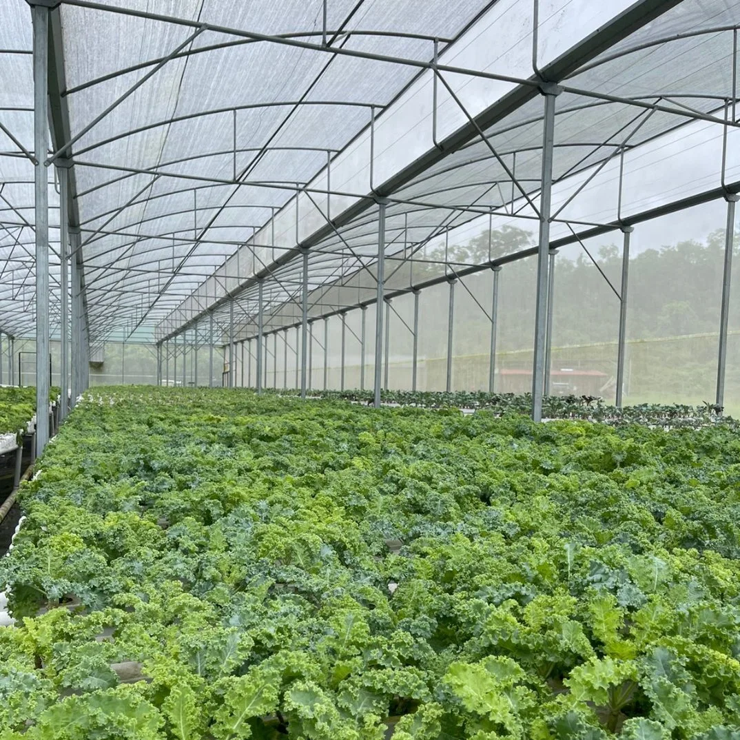 Galvanized Steel Truss Gutter Connected Hydroponic Growing System Greenhouse Invernadero