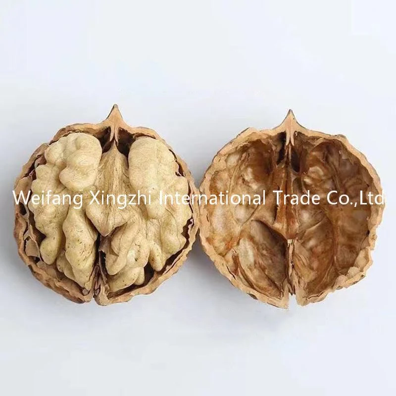 Massenverpackung Rohwalnut in Shell Xinjiang 185 Walnut