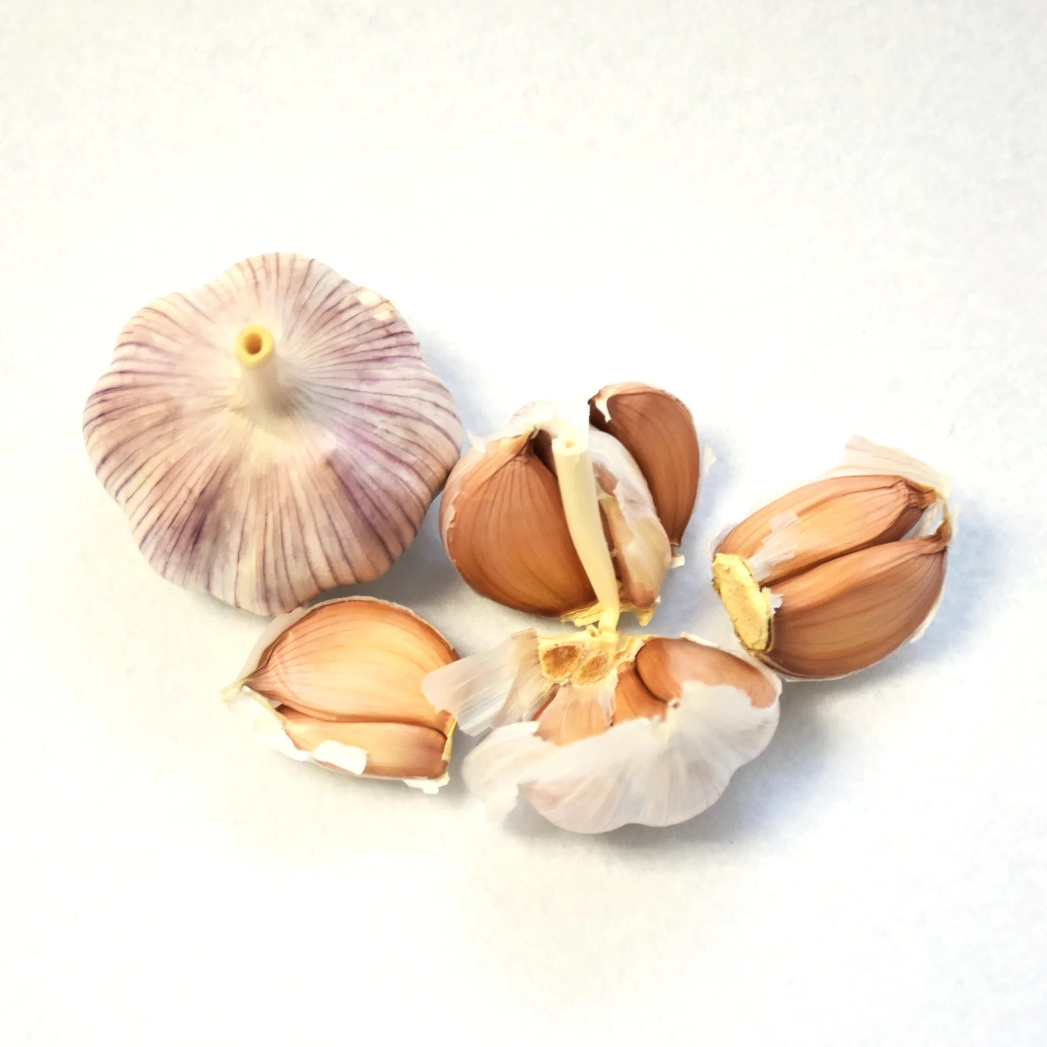 Wholesale Export Chinese Best Fresh White Garlic Dried Garlic