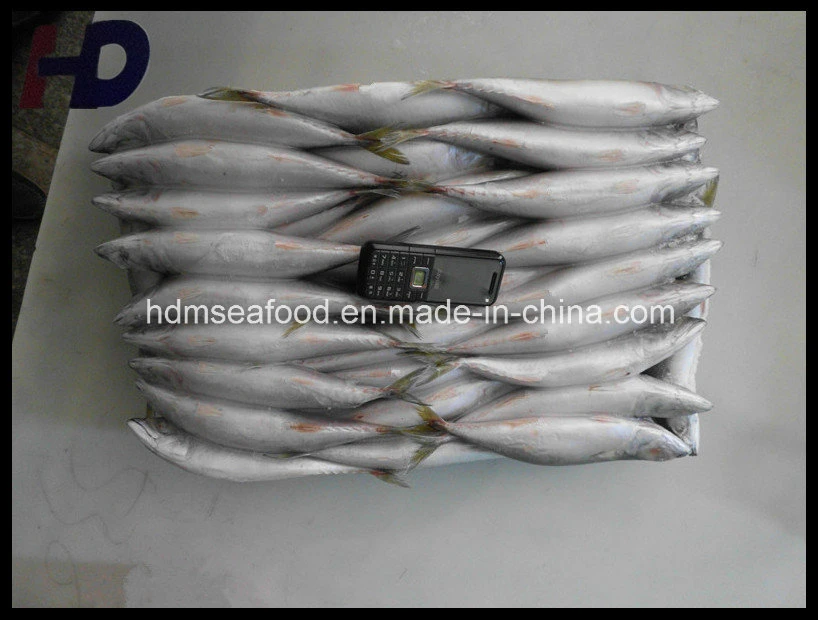 Alimentação de peixes congelados de marisco sardas (Scomber japonicus)