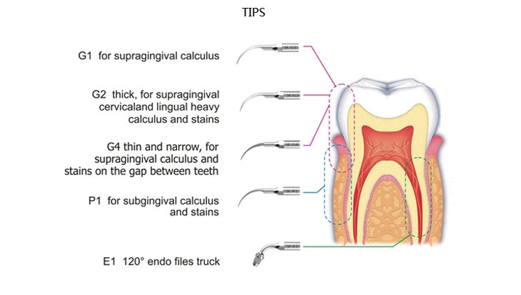 LED Built in Dental Ultrasonic Scaler Scaling Machine