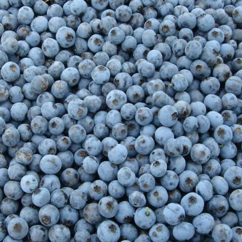 IQF Frozen Fruits Blueberry Whole