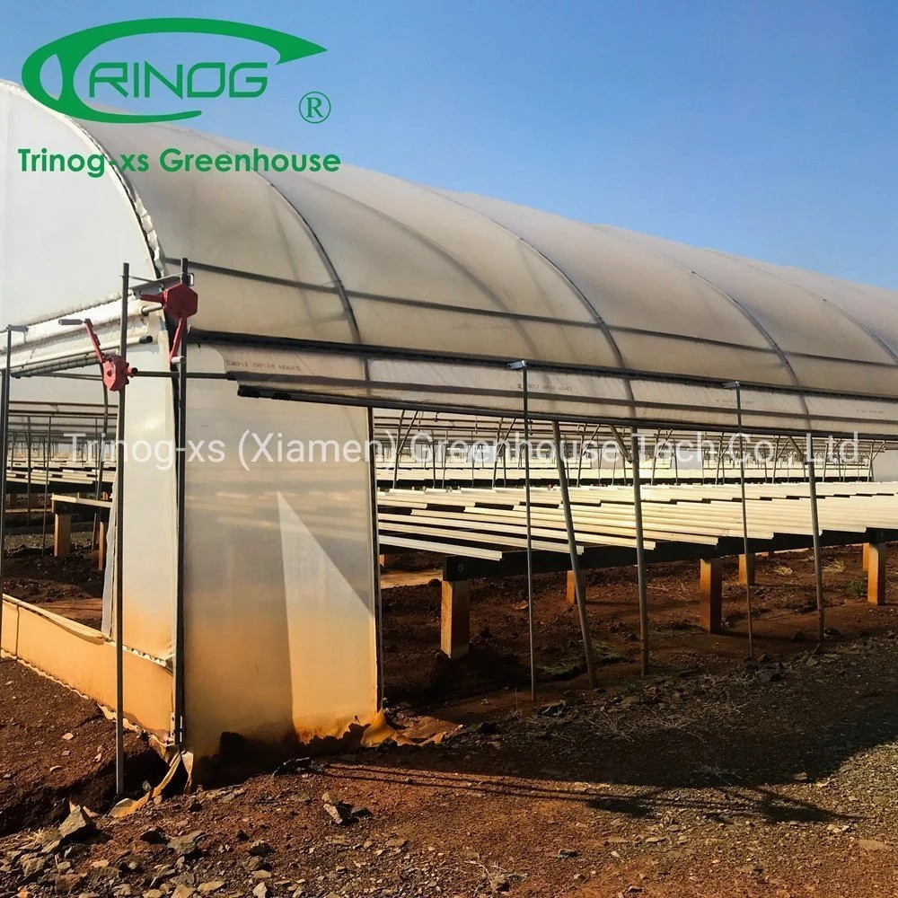 Trinog Greenhouse Cultivation Hydroponics System Single Span Film Greenhouse Agriculture Greenhouse for Sale