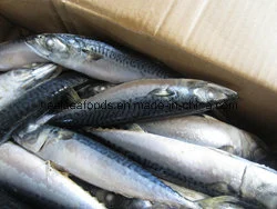 Frozen Mackerel with High Fact Content (150-250g/PC)