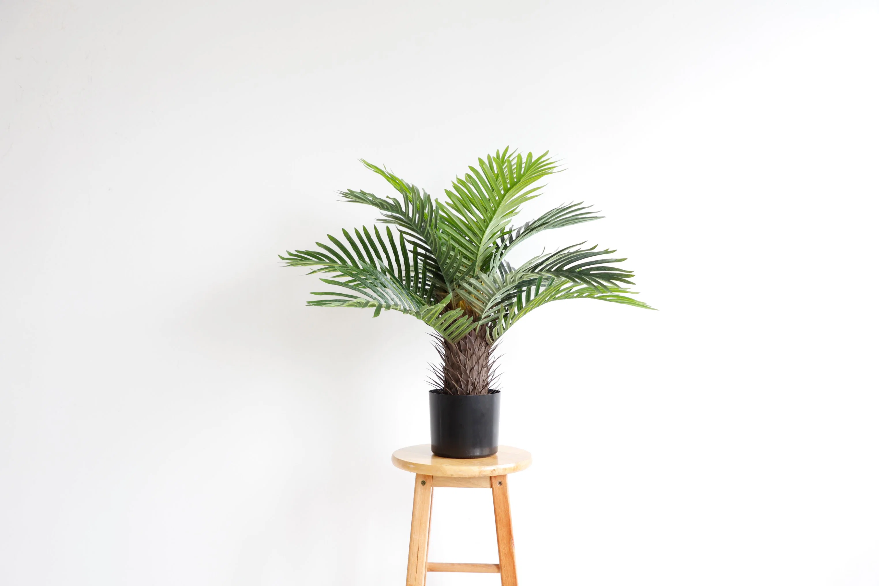 Hot Sale with Plastic Pot Home and Shop Decoration Small Palm Tree Plants