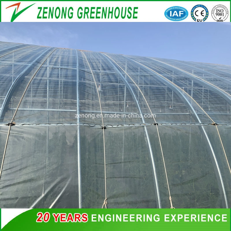 Chinese Greenhouse Hydroponic Irrigation System Tomato Strawberry Agriculture Steel Frame Muti Span Polycarbonate Green Houses