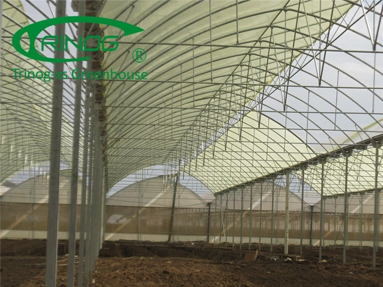 Agriculture Vegetables Equipment Multi-Span Cultivation Hydroponics System Film Greenhouse