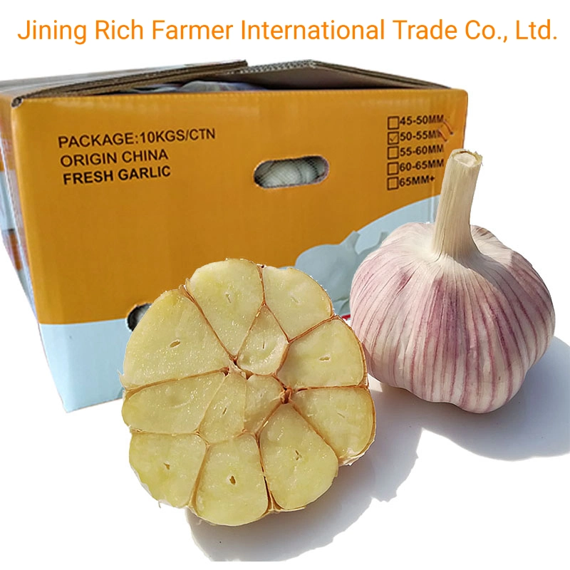 China New Crop Fresh Garlic for Export