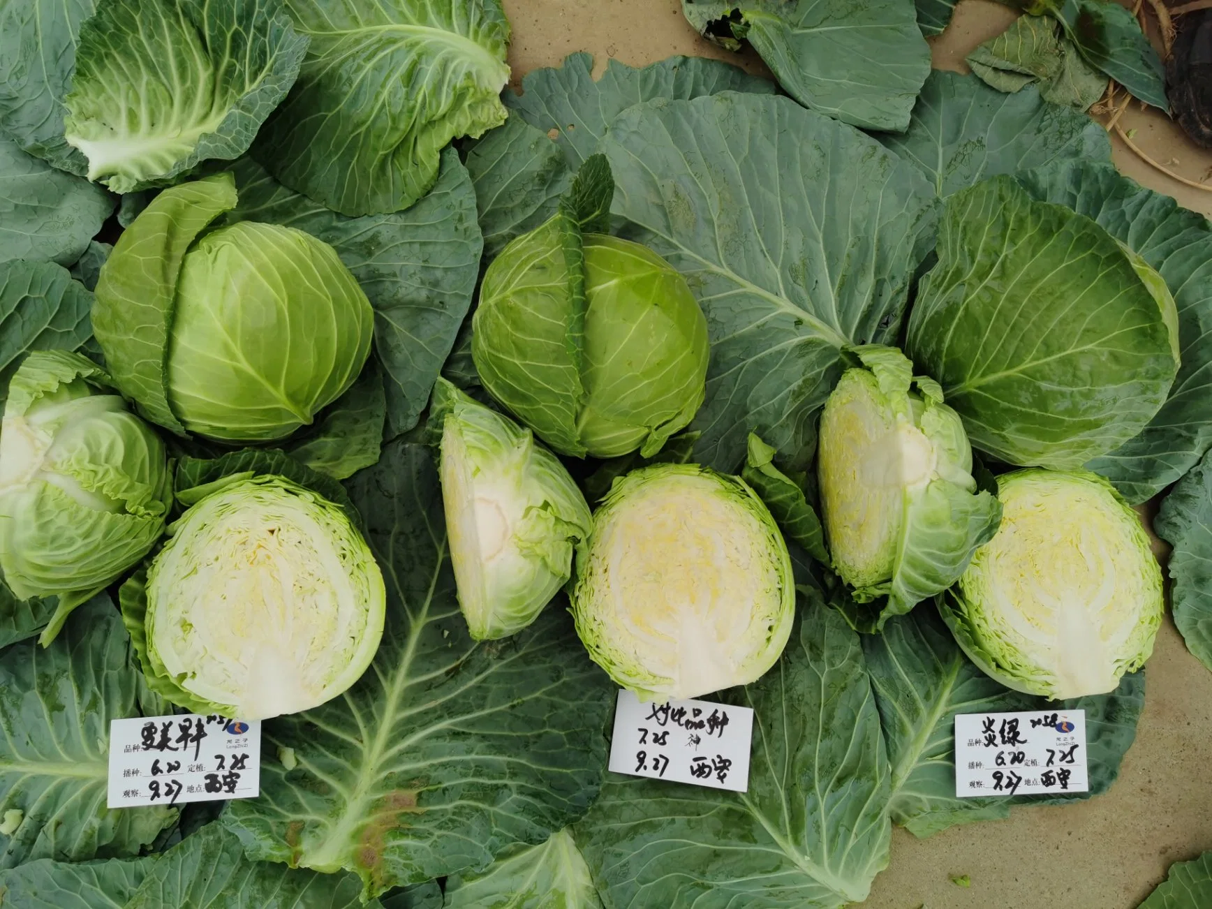 Good Quality Round Shape Green Cabbage Seeds for Sowing