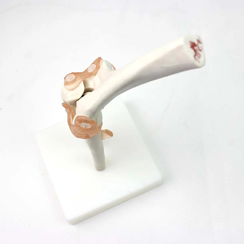 Good Price Medical Teaching Models Bone Color Human Teaching Skeleton Model of Elbow Joint