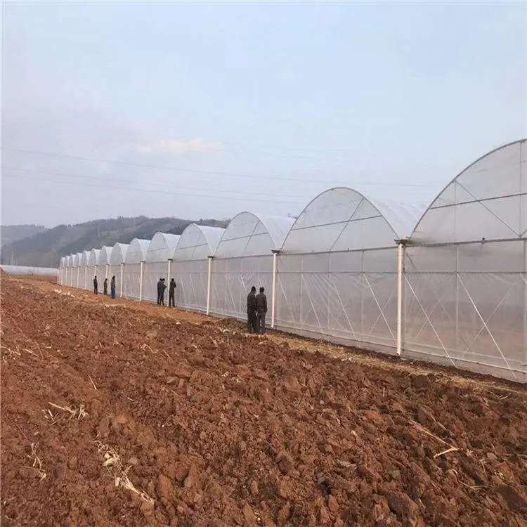 Multi-Span Gutter Connected Tunnel Poly Film Greenhouses for Sale