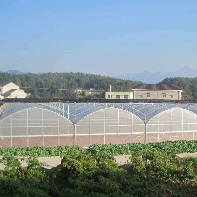 Multispan Plastic Film Covered Commercial Greenhouse with Tomato Hydroponics