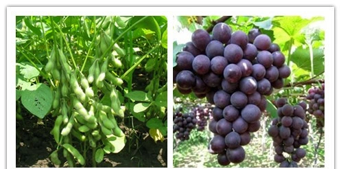 Fruit Ripening Agent Plant Hormone Ethephon 90%Tc