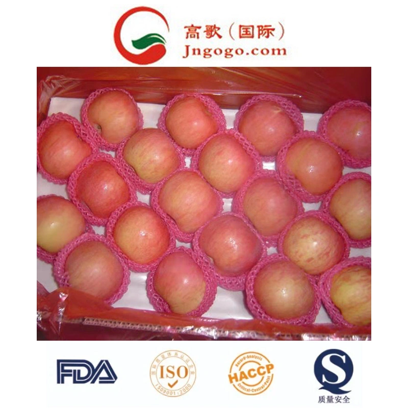 125 Fresh Red FUJI Apple Large Supplier