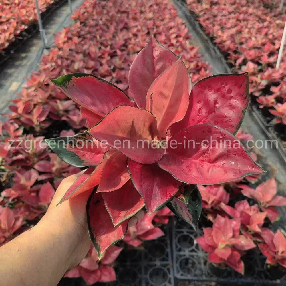 Plantes naturelles réelles Aglaonema rouge Dongfang ornementales.