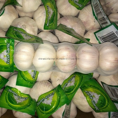 White Fresh Garlic Price Shandong Garlic