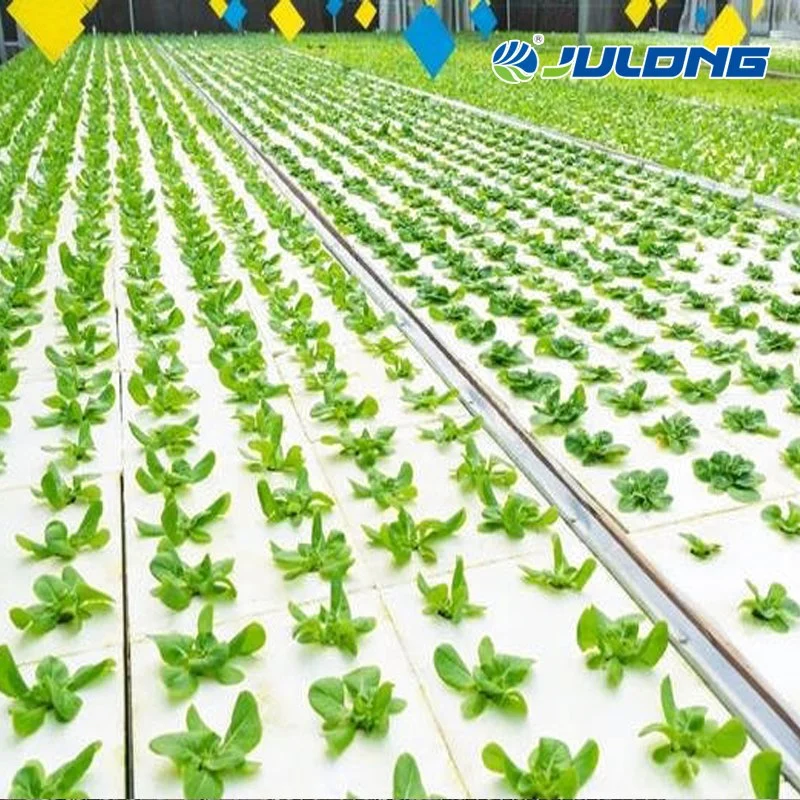 Nft Lettuce and Microgreens Hydroponic Growing System Plastic Film Greenhouse