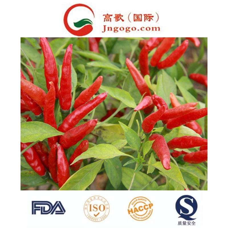 High quality/High cost performance  and Red Yidu Chili for Sale