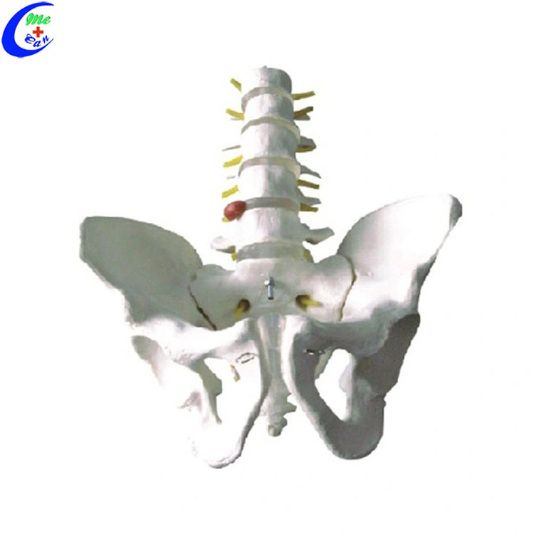 Mâle et femelle squelette pelvienne Modèle Modèle médical de la formation médicale Modèle anatomique