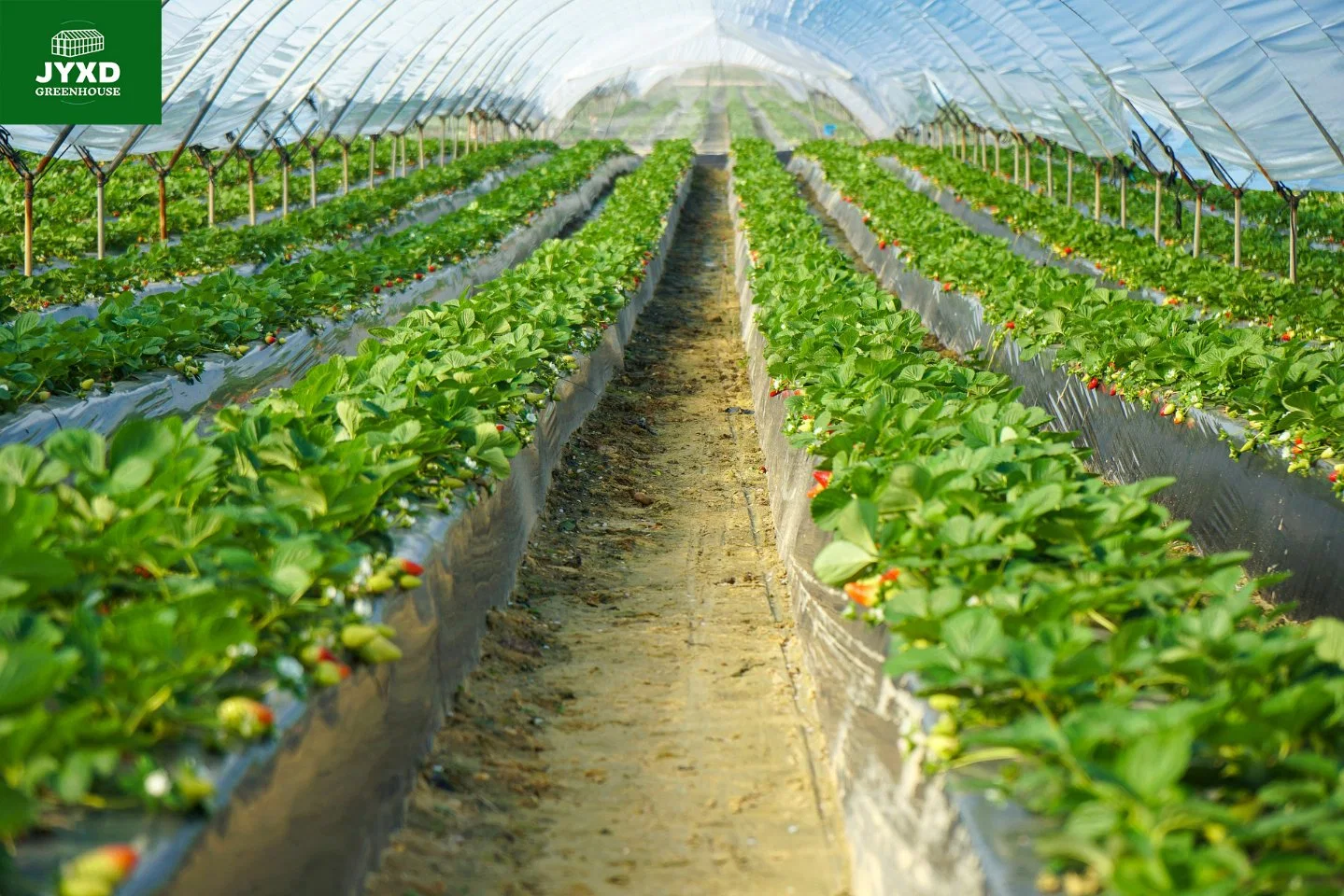 Tomatoes/Cucumber/Peppers/Eggplant/Strawberry Hydroponic Growing System