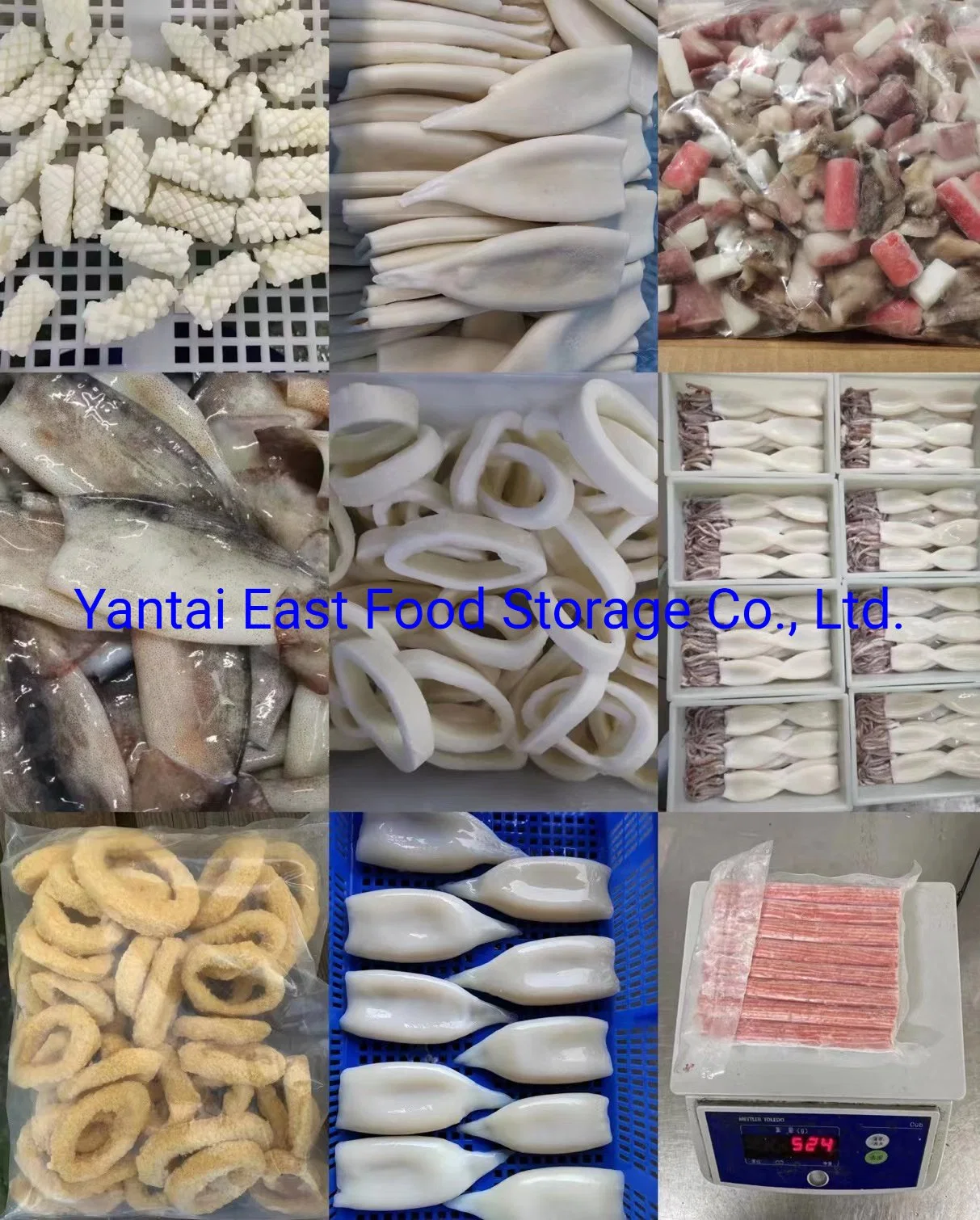 Congelados, de calamar Illex argentinus, Todarodes Pacificus, gigas, el corcón, desmenuzado, Tilapia Calamar