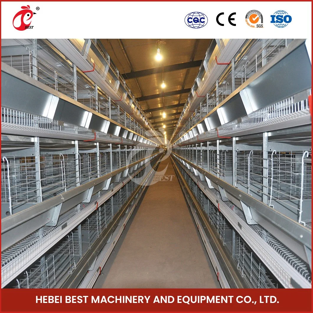 Bestchickencage H Type Chicks Cage Breeder Cage China Sturdy Spacious Brooder Cage Manufacturer High-Quality Durable and Easily Clean Layer Pullet Cage