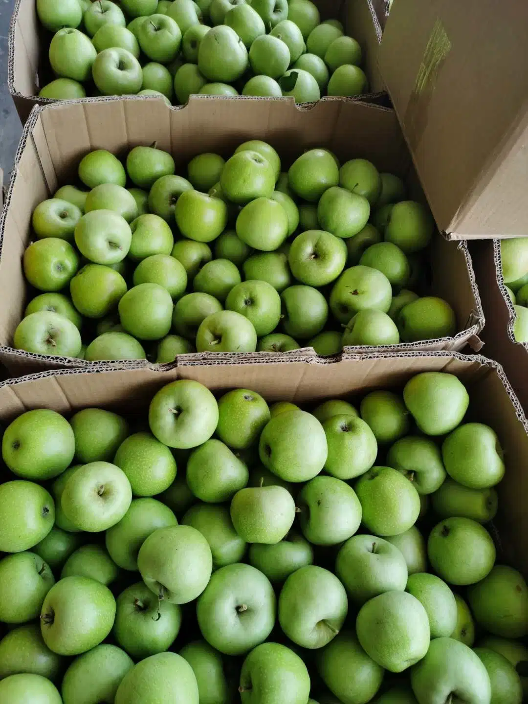 Green Color Green Qinguan Green Gala Apples