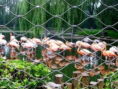 Camu Paisant protector de la EMU coronado rojo Aviary Bird Cages Pavo Pavo malla Red de cercado