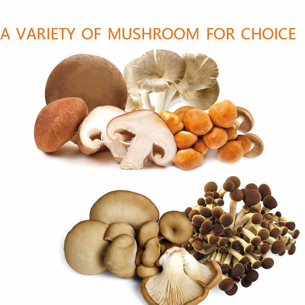 Exported China Manufacturer Frozen Sliced Mushroom