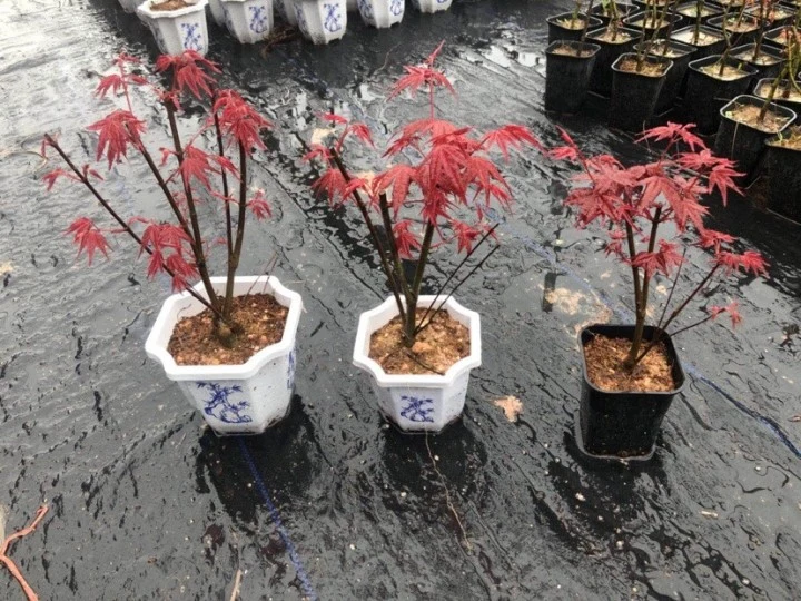 Bonne forme d'érable rouge japonais Bonsai