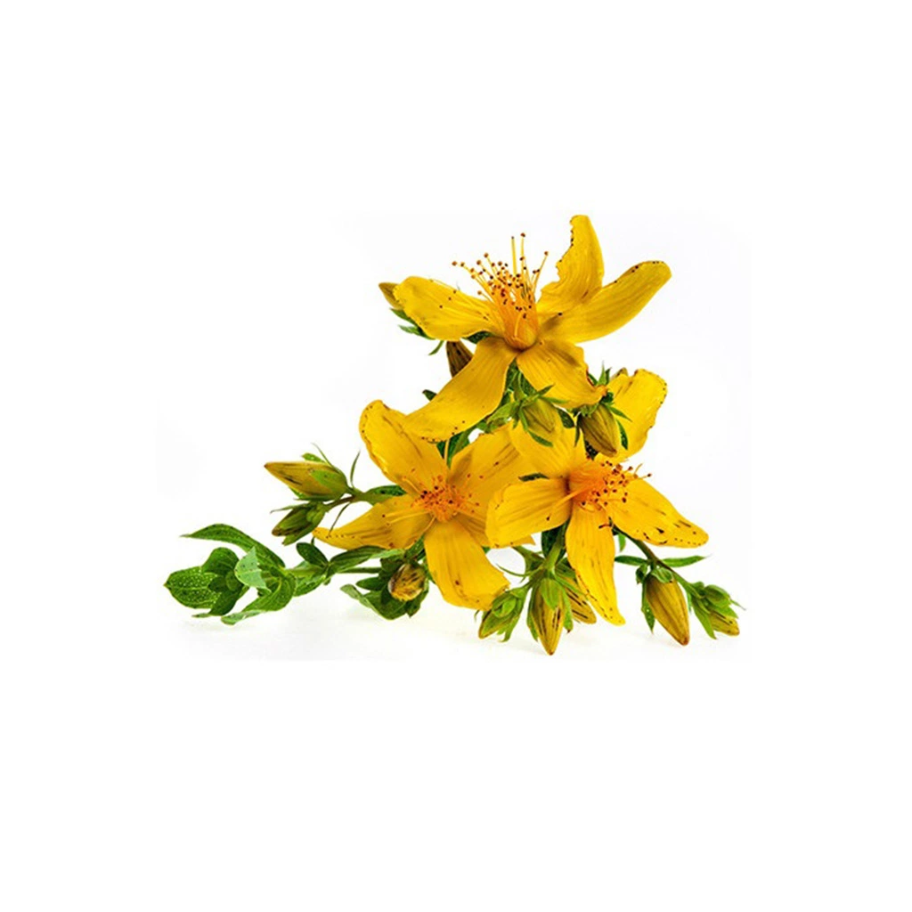 High Quality New 0.3% Hyperforin St. John's Wort Extract Powder