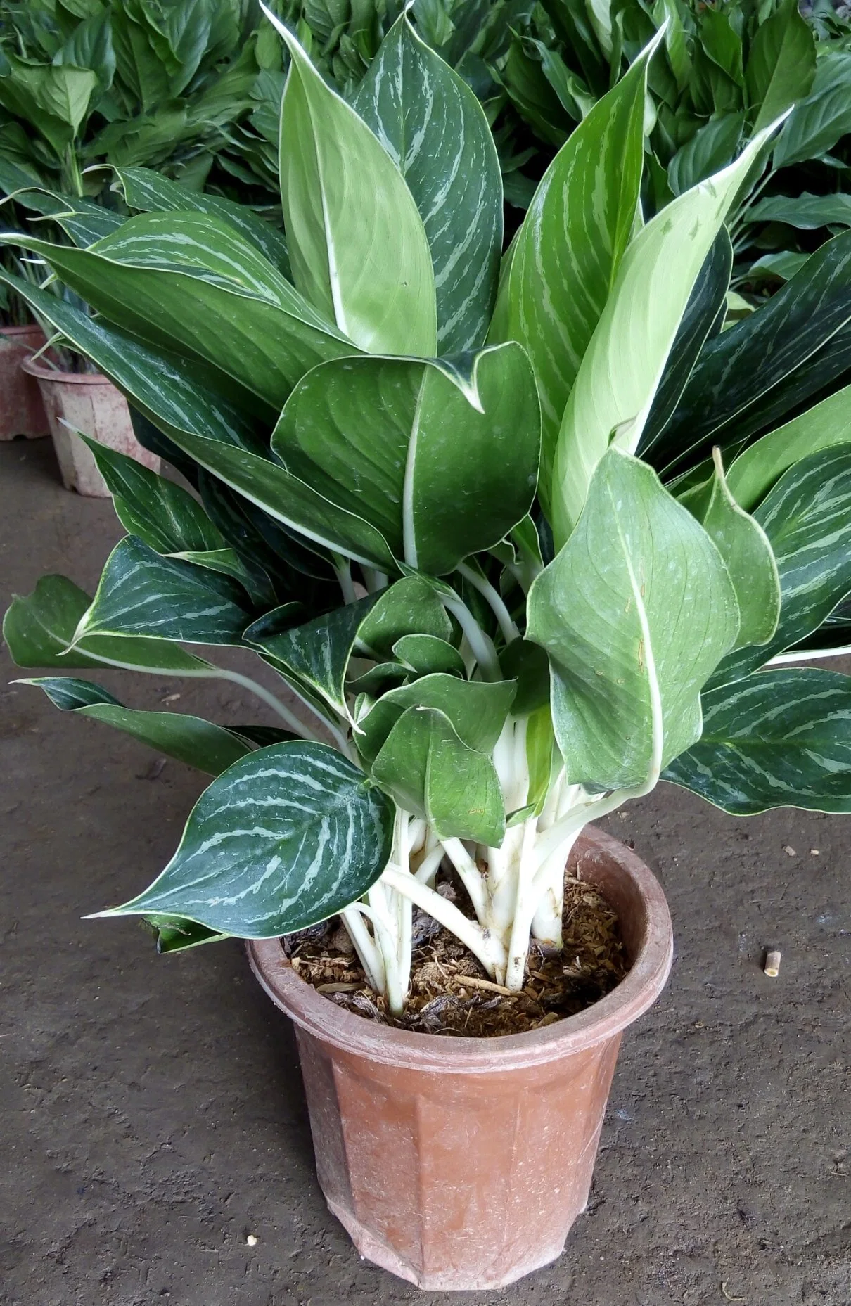 Aglaonema Commutatum Pseudo-Bracteatum White Rajah