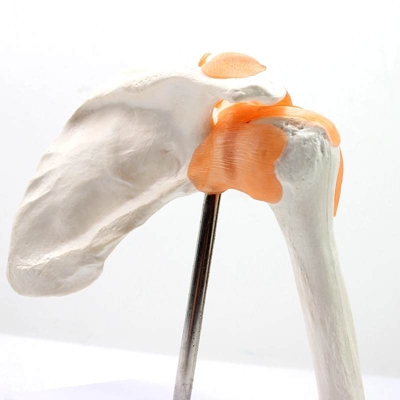 Medical Teaching Models Bone Color Human Teaching Skeleton Model of Shoulder Joint