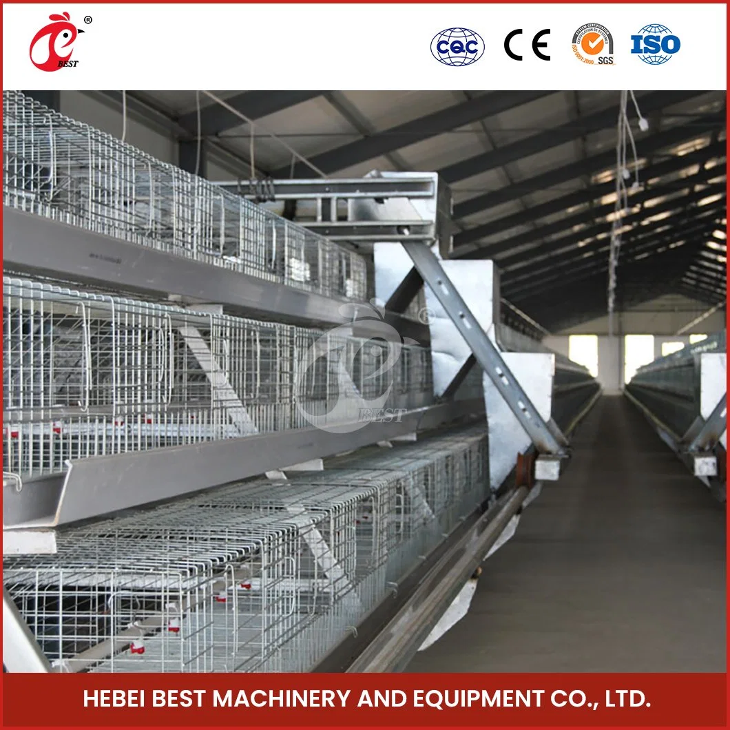 Bestchickencage China Chicken Kennel Proveedor un marco de pollos de asar automáticos Personalización no estándar característica sostenible mejor gallina grande Coop