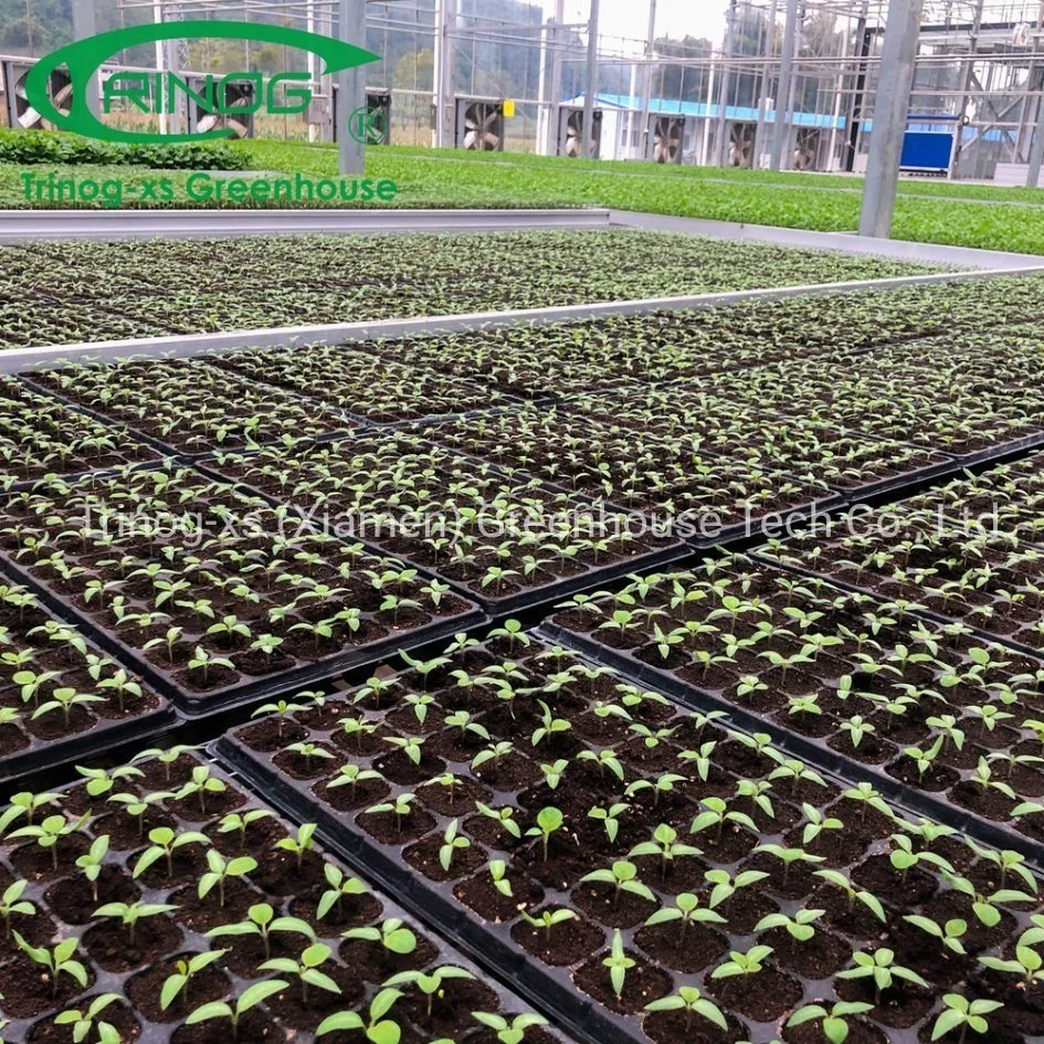 Professionelle verzinkte Stahlrohrstruktur Glashaus mit Indoor hydroponic System