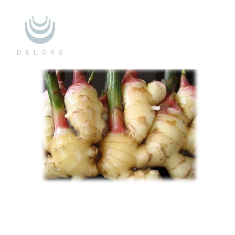 High quality/High cost performance  100% Natural Ginger Extract Ginger Root Extract Ginger Extract Powder Ginger Extract Gingerols